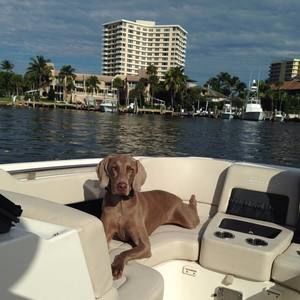 Meet your Posher, Oscar